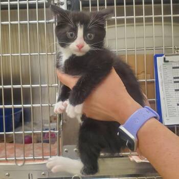 Domestic Short Hair Cats Available for Adoption - Donna Meagle | PetCurious