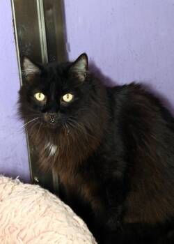 Finn -  Domestic Long Hair and Domestic Short Hair Cat for Adoption in Baton Rouge, Louisiana - Finn | PetCurious