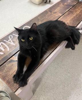 Tesoro -  Domestic Medium Hair Cat for Adoption in Baton Rouge, Louisiana - Tesoro | PetCurious