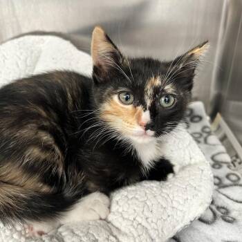 Domestic Short Hair Cats Available for Adoption in Long Beach, California - Esme | PetCurious