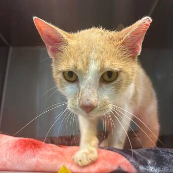 Vino -  Domestic Short Hair Cat for Adoption in Englewood, Florida - Vino | PetCurious