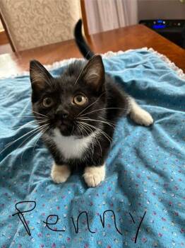 Penny -  Domestic Short Hair Cat for Adoption in Grand Rapids, Michigan - Penny | PetCurious