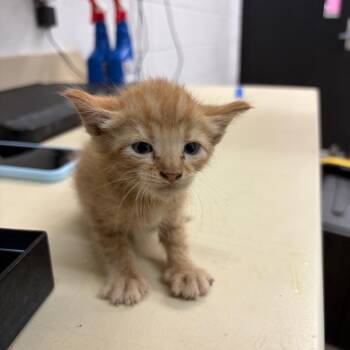 Eifel -  Domestic Short Hair Cat for Adoption in Ardmore, Oklahoma - Eifel | PetCurious