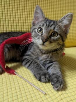 Lady Truffle -  Domestic Short Hair Cat for Adoption in Salt Lake City, Utah - Lady Truffle | PetCurious