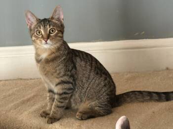 Polo -  Domestic Short Hair Cat for Adoption in Raleigh, North Carolina - Polo | PetCurious