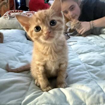 Rescue American Shorthair Cats for Adoption in Manchester, Connecticut - MiG & TIG | PetCurious