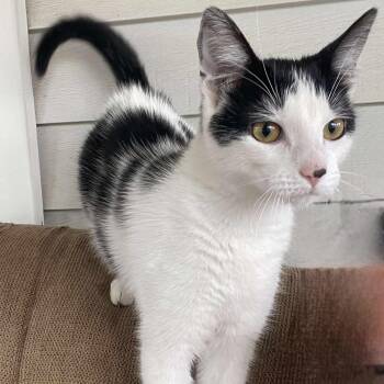 Rescue Domestic Short Hair Cats for Adoption in Lincoln, Nebraska - Seratonin | PetCurious