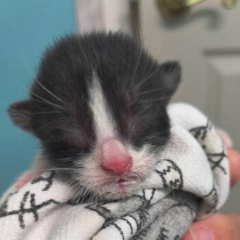 Johnny Walker -  Domestic Short Hair Cat for Adoption in Leander, Texas - Johnny Walker | PetCurious