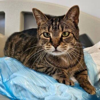 Domestic Short Hair Cats Available for Adoption in Frankfort, Kentucky - Kammi 3870C | PetCurious