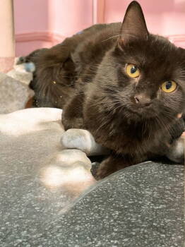 Rescue Domestic Medium Hair Cats for Adoption in Champaign, Illinois - Zoe | PetCurious