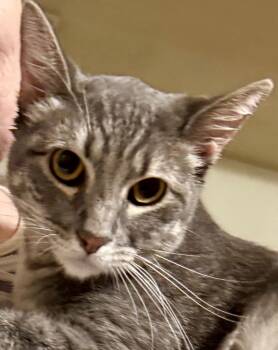 Domestic Short Hair Cats Available for Adoption - Johnny Walker | PetCurious