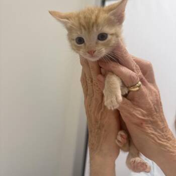 Hilda -  Domestic Short Hair Cat for Adoption in Chattanooga, Tennessee - Hilda | PetCurious