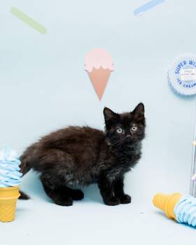 Bingo -  Domestic Long Hair Cat for Adoption in Jefferson, Louisiana - Bingo | PetCurious