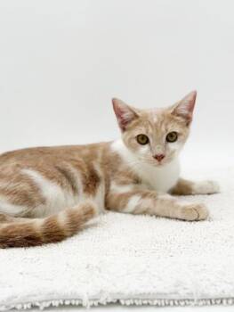 Jericho -  Domestic Short Hair Cat for Adoption in Bowling Green, Kentucky - Jericho | PetCurious