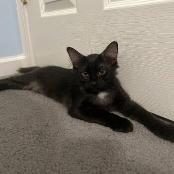 Blythe -  Domestic Medium Hair Cat for Adoption in Richmond, Virginia - Blythe | PetCurious