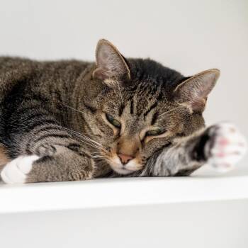 Lollypop -  Domestic Short Hair Cat for Adoption in Philadelphia, Pennsylvania - Lollypop | PetCurious