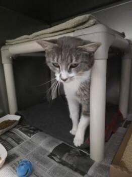 Wendy -  Domestic Short Hair Cat for Adoption in Morristown, New Jersey - Wendy | PetCurious