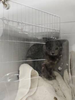 Domestic Short Hair Cats Available for Adoption in Omaha, Nebraska - CRAYFISH | PetCurious