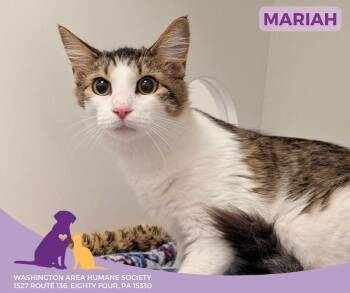 Rescue Domestic Medium Hair Cats for Adoption in Eighty Four, Pennsylvania - Mariah | PetCurious