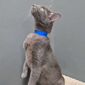 Isaiah -  Domestic Short Hair Cat for Adoption in Buffalo, New York - Isaiah | PetCurious