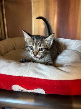 Dorito -  Domestic Short Hair Cat for Adoption in Metter, Georgia - Dorito | PetCurious
