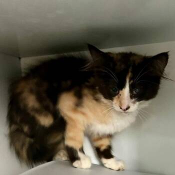 Sundae -  Domestic Medium Hair Cat for Adoption in Moses Lake, Washington - Sundae | PetCurious