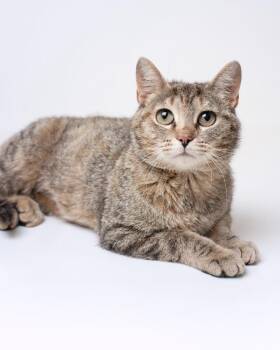 Rose -  Domestic Short Hair Cat for Adoption in Boone, Iowa - Rose | PetCurious