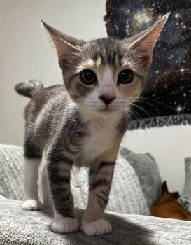 Fettuccine -  Domestic Short Hair Cat for Adoption in Magnolia, Texas - Fettuccine | PetCurious
