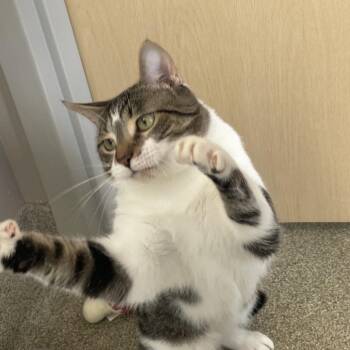 Rocky Balboa -  Domestic Short Hair Cat for Adoption in Chicago, Illinois - Rocky Balboa | PetCurious