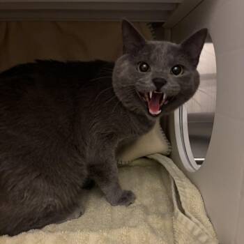 Turbo -  Domestic Short Hair Cat for Adoption in Council Bluffs, Iowa - Turbo | PetCurious