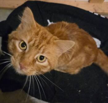 Rescue Domestic Medium Hair Cats for Adoption in Palmer, Alaska - Colby Jack "Cojack | PetCurious