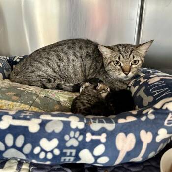GERRDI -  Domestic Short Hair Cat for Adoption in Riverside, California - GERRDI | PetCurious