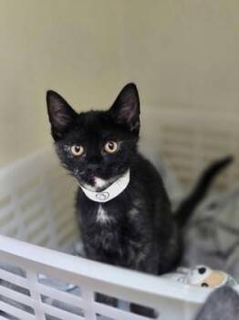 93814a Cookie- Petco West Ashley -  Domestic Short Hair Cat for Adoption in North Charleston, South Carolina - 93814a Cookie- Petco West Ashley | PetCurious