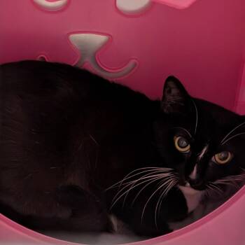 Breadstick -  Domestic Short Hair Cat for Adoption in Titusville, Florida - Breadstick | PetCurious