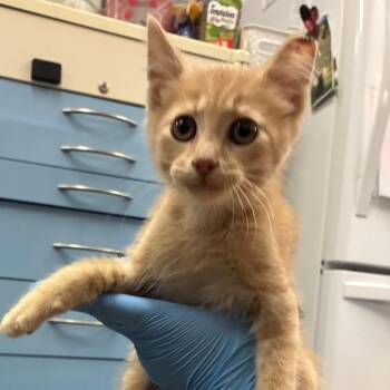 Jack Tripper -  Domestic Short Hair Cat for Adoption in Dearborn, Michigan - Jack Tripper | PetCurious
