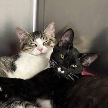 Coquito & Modelo - Adorable Duo -  Domestic Short Hair Cat for Adoption in Clifton, New Jersey - Coquito & Modelo - Adorable Duo | PetCurious