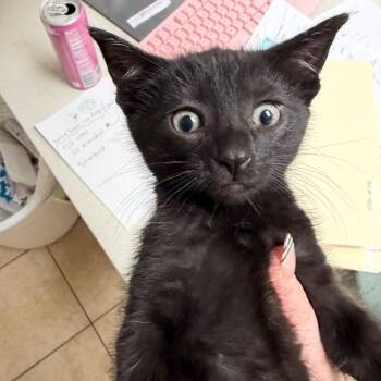 Domestic Short Hair Cats Available for Adoption in Pekin, Illinois - Exclamation Point | PetCurious