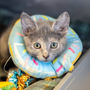 Papaya -  Domestic Short Hair Cat for Adoption - Papaya | PetCurious