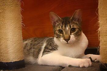 Rescue Domestic Short Hair Cats for Adoption in Naranjito, Naranjito - Dante | PetCurious