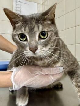 Domestic Short Hair Cats Available for Adoption in San Antonio, Texas - Kitty Pawppins | PetCurious