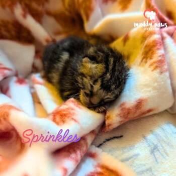 Domestic Short Hair Cats Available for Adoption in Council Bluffs, Iowa - Sprinkles | PetCurious
