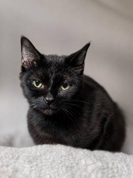 Domestic Short Hair Cats Available for Adoption in Greensburg, Pennsylvania - Chloe | PetCurious