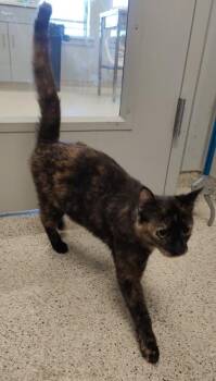 Domestic Short Hair Cats Available for Adoption in Lafayette, Indiana - Unicorn | PetCurious