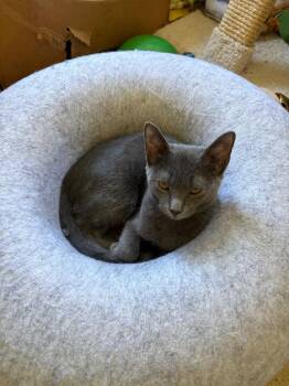 Sophie -  Domestic Short Hair Cat for Adoption in Greenfield, Indiana - Sophie | PetCurious