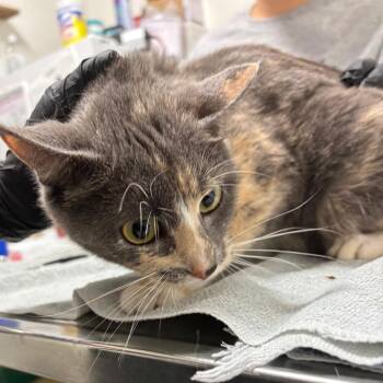 Quiver -  Domestic Short Hair Cat for Adoption in York, Pennsylvania - Quiver | PetCurious