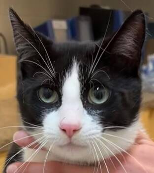 Domestic Short Hair Cats Available for Adoption - ROGUE | PetCurious