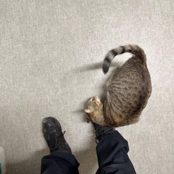 Tyson -  Domestic Short Hair Cat for Adoption in Branford, Connecticut - Tyson | PetCurious