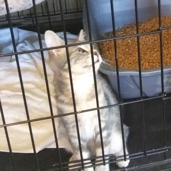 Jerry -  Domestic Short Hair Cat for Adoption in PORT WENTWRTH, Georgia - Jerry | PetCurious