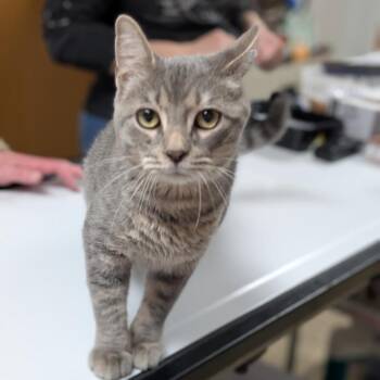 Domestic Short Hair Cats Available for Adoption in Canton, Illinois - Cole | PetCurious