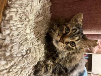 Rescue Domestic Long Hair Cats for Adoption in Missoula, Montana - Winston | PetCurious